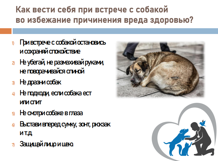 Как вести себя при встрече с собакой во избежание причинения вреда здоровью?. Как вести себя при встрече с собакой во избежание причинения вреда здоровью?.