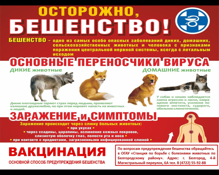 Вакцинация - основной способ предупреждения бешенства. Вакцинация - основной способ предупреждения бешенства.